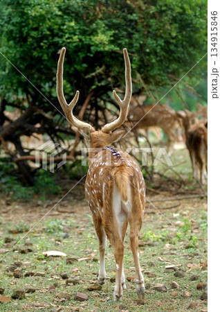 Deers Chilling Out On The Lawn In The Park 134915846