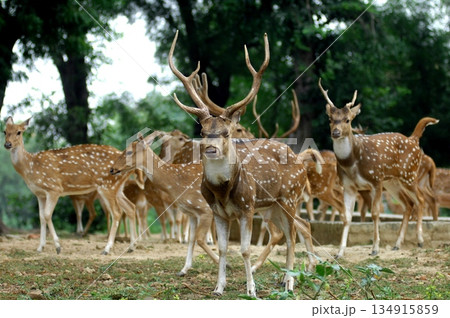 Deers Chilling Out On The Lawn In The Park Deers Chilling Out On The Lawn In The Park 134915859