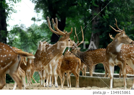 Deers Chilling Out On The Lawn In The Park 134915861