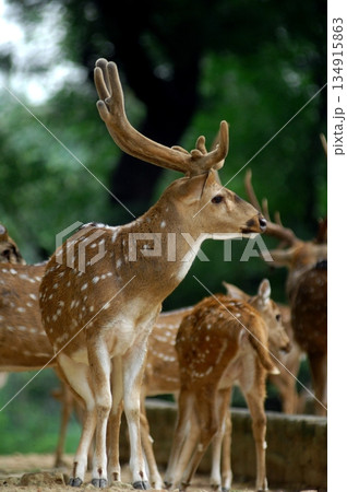 Deers Chilling Out On The Lawn In The Park Deers Chilling Out On The Lawn In The Park 134915863