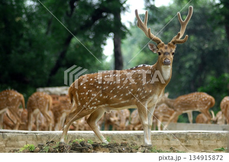 Deers Chilling Out On The Lawn In The Park Deers Chilling Out On The Lawn In The Park 134915872