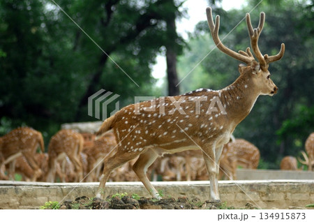 Deers Chilling Out On The Lawn In The Park Deers Chilling Out On The Lawn In The Park 134915873