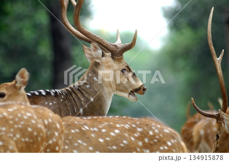 Deers Chilling Out On The Lawn In The Park 134915878