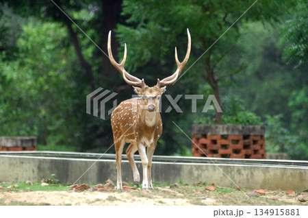 Deers Chilling Out On The Lawn In The Park 134915881
