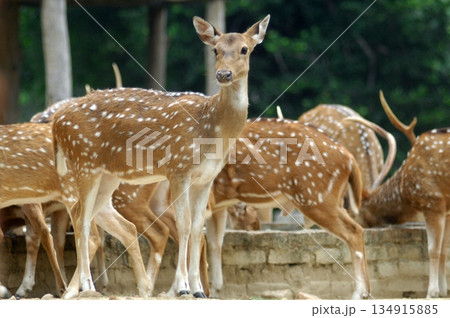 Deers Chilling Out On The Lawn In The Park Deers Chilling Out On The Lawn In The Park 134915885