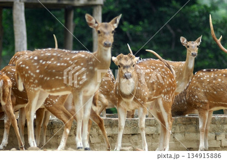Deers Chilling Out On The Lawn In The Park 134915886