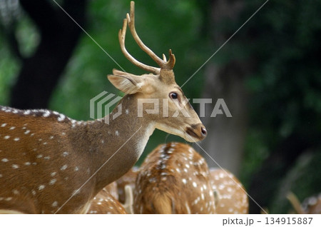 Deers Chilling Out On The Lawn In The Park Deers Chilling Out On The Lawn In The Park 134915887