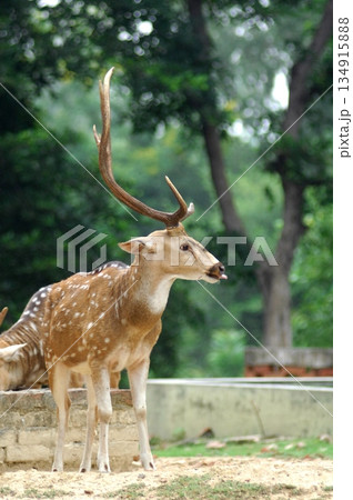Deers Chilling Out On The Lawn In The Park Deers Chilling Out On The Lawn In The Park 134915888