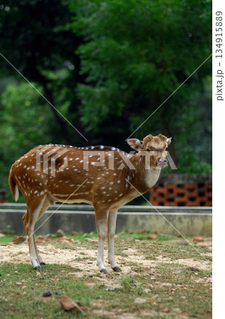 Deers Chilling Out On The Lawn In The Park 134915889