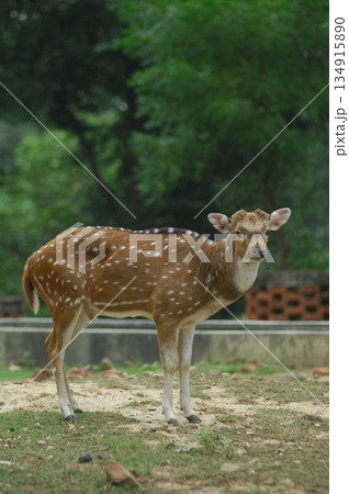 Deers Chilling Out On The Lawn In The Park Deers Chilling Out On The Lawn In The Park 134915890