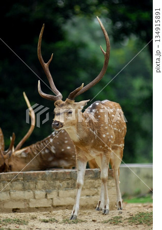 Deers Chilling Out On The Lawn In The Park Deers Chilling Out On The Lawn In The Park 134915891