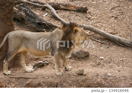 Male Lion Pacing At The Zoo Male Lion Pacing At The Zoo 134916046
