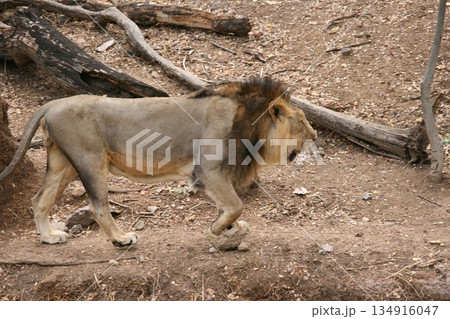 Male Lion Pacing At The Zoo Male Lion Pacing At The Zoo 134916047