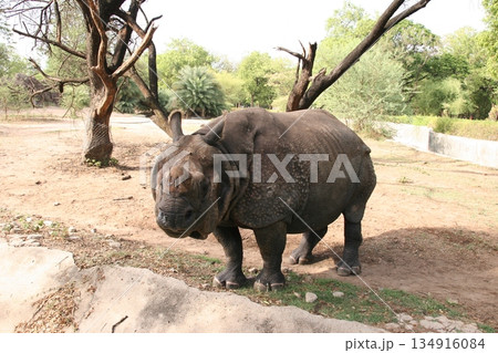 Indian Rhinoceros Walking In Zoo 134916084