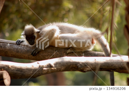 Gray Langur on the Tree 134916206
