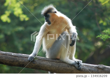 Gray Langur on the Tree 134916209