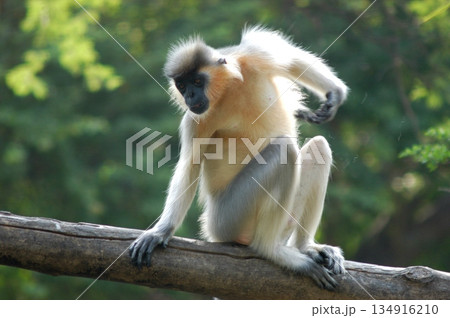 Gray Langur on the Tree 134916210