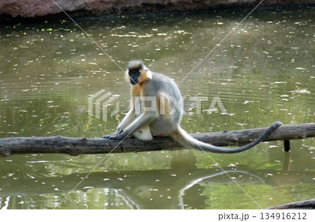 Gray Langur on the Tree Gray Langur on the Tree 134916212