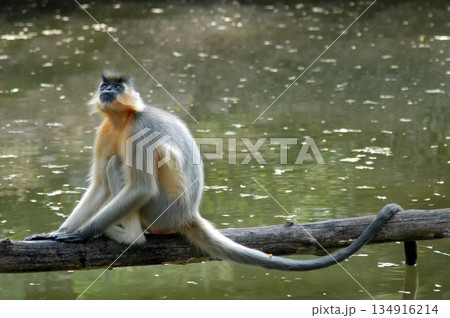 Gray Langur on the Tree Gray Langur on the Tree 134916214