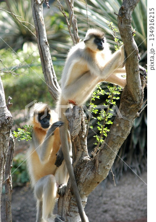 Gray Langur on the Tree 134916215