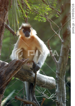 Gray Langur on the Tree 134916216
