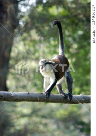 Gray Langur on the Tree 134916217
