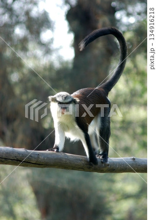 Gray Langur on the Tree 134916218