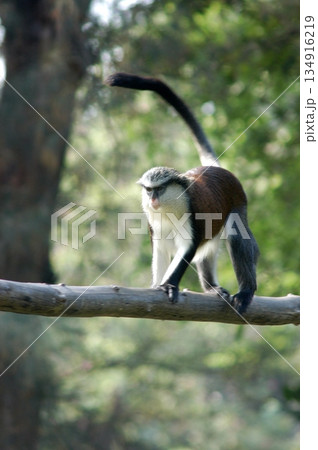 Gray Langur on the Tree 134916219