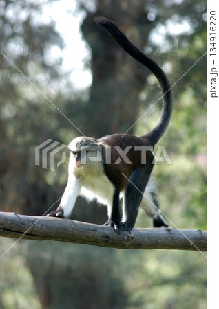 Gray Langur on the Tree 134916220