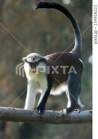 Gray Langur on the Tree Gray Langur on the Tree 134916221