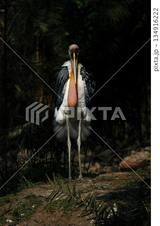 Gray Langur on the Tree 134916222