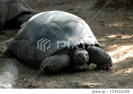 Giant Tortoise Stretching Long Neck 134916306