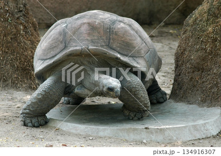Giant Tortoise Stretching Long Neck Giant Tortoise Stretching Long Neck 134916307