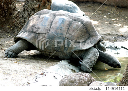 Giant Tortoise Stretching Long Neck 134916311