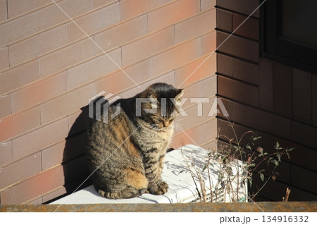 日の当たる場所を探してくつろぐ地域猫 134916332