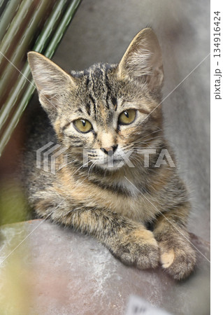こちらを見つめるキジトラの子ねこ こちらを見つめるキジトラの子ねこ 134916424