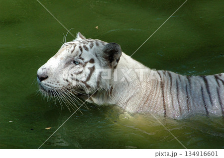 white tiger in water tank white tiger in water tank 134916601