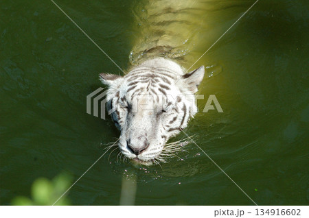 white tiger in water tank white tiger in water tank 134916602