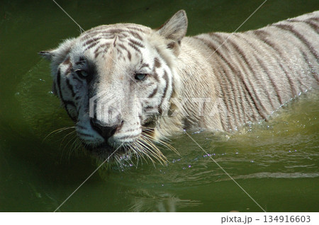 white tiger in water tank white tiger in water tank 134916603