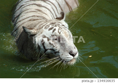 white tiger in water tank white tiger in water tank 134916635