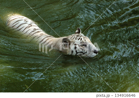 white tiger in water tank white tiger in water tank 134916646
