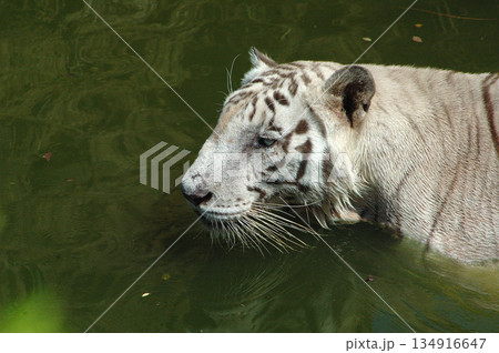 white tiger in water tank 134916647
