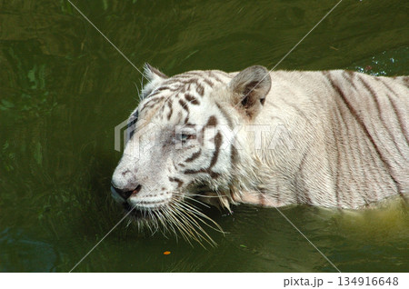 white tiger in water tank white tiger in water tank 134916648