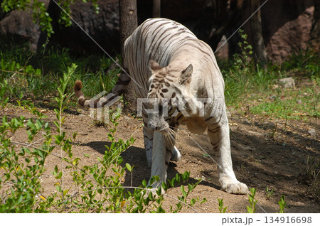 White Tiger Walking Gracefully in Zoo 134916698