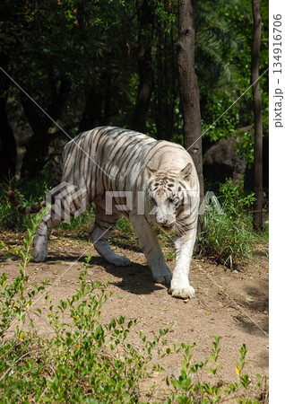 White Tiger Walking Gracefully in Zoo 134916706