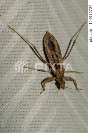 Assassin bug Oncocephalus sp. Assassin bug Oncocephalus sp. 134916724