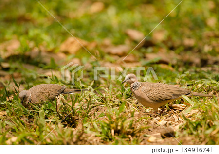 Spotted doves Spilopelia chinensis tigrina. 134916741