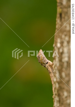 Forest garden lizard. Forest garden lizard. 134916745
