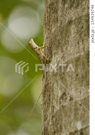 Forest garden lizard. Forest garden lizard. 134916746