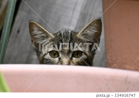 こちらを観察するキジトラの子ねこ こちらを観察するキジトラの子ねこ 134916747